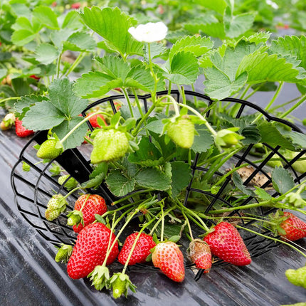Strawberry Plant Support Racks – 6-Piece Elevated Garden Trays for Healthy Fruit & Vegetable Growth